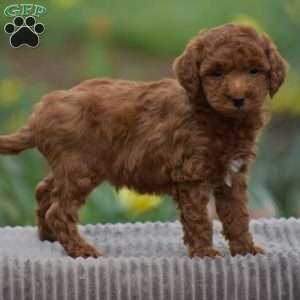Titus, Toy Poodle Puppy